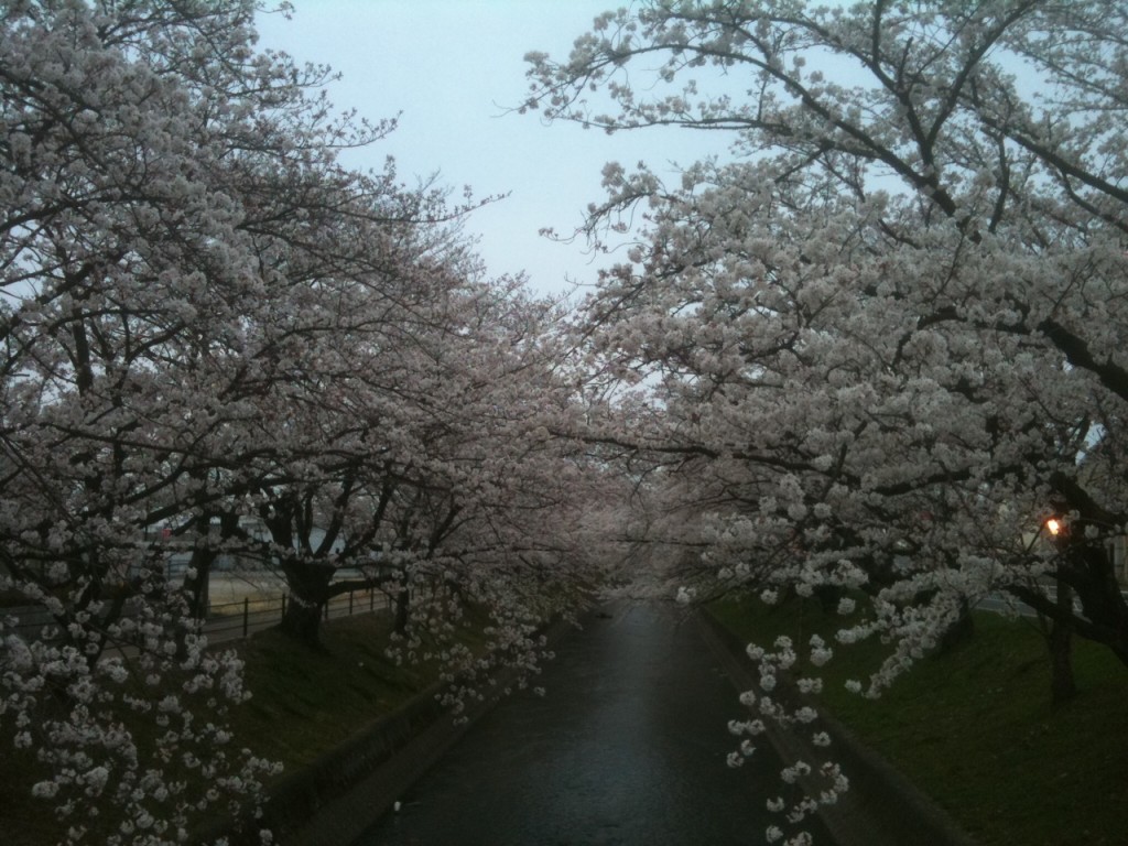 桜大口